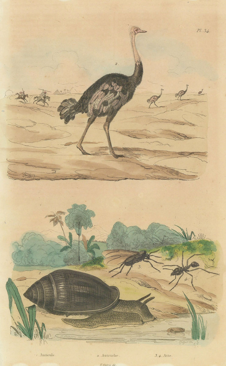 Ellobium aurismidae (Midas Ear Shell). Ostrich. Atta (new world ant) 1833